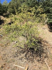 Pyrus spinosa