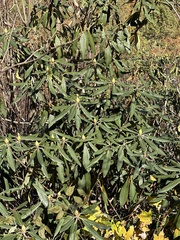 Rhododendron maximum