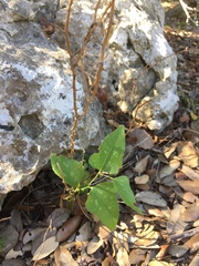 Smilax