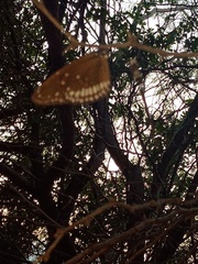 Euploea core