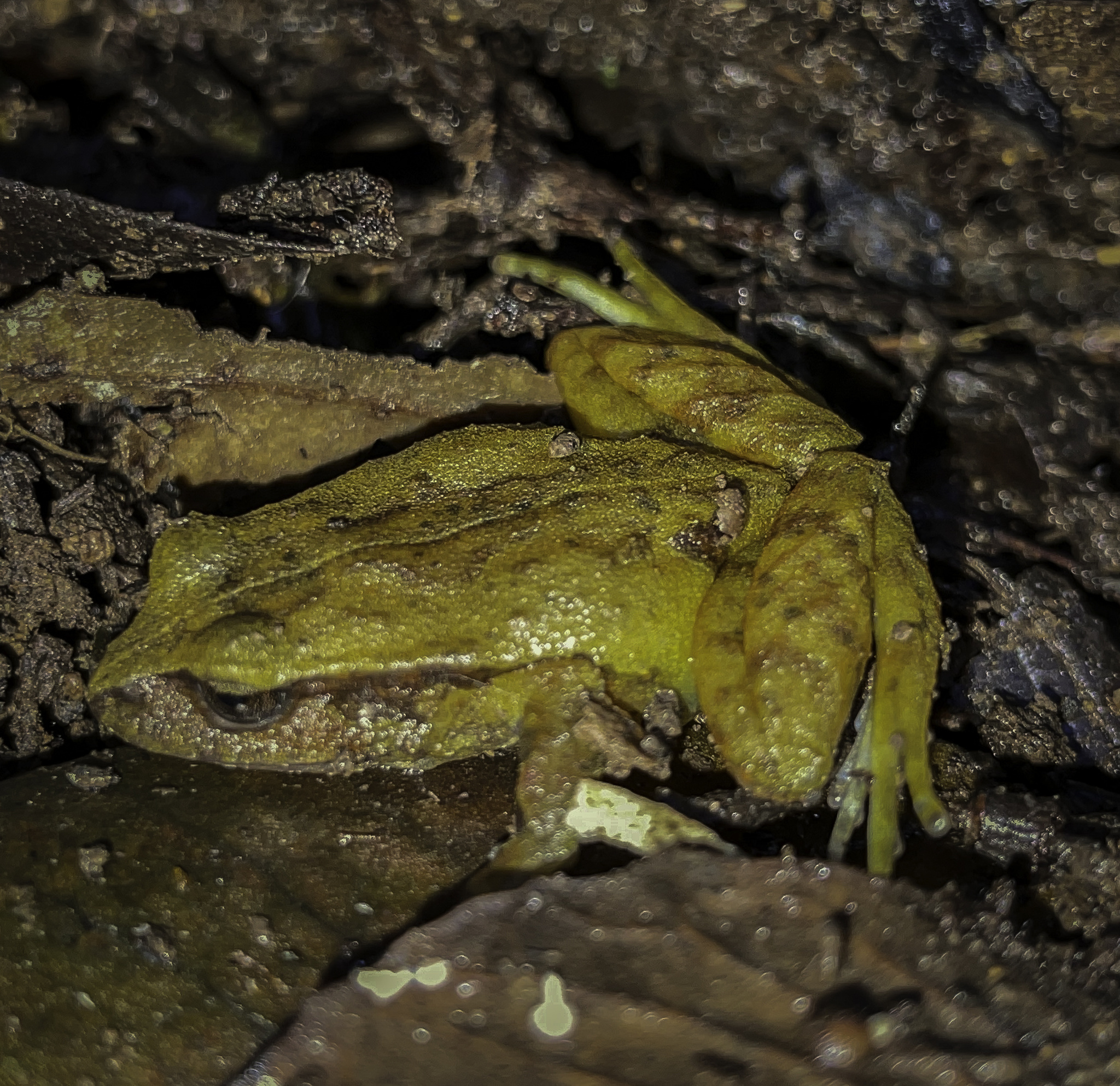 Eupsophus altor Nuñez, Rabanal & Formas, 2012