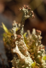 Cladonia squamosa