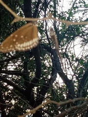 Euploea core