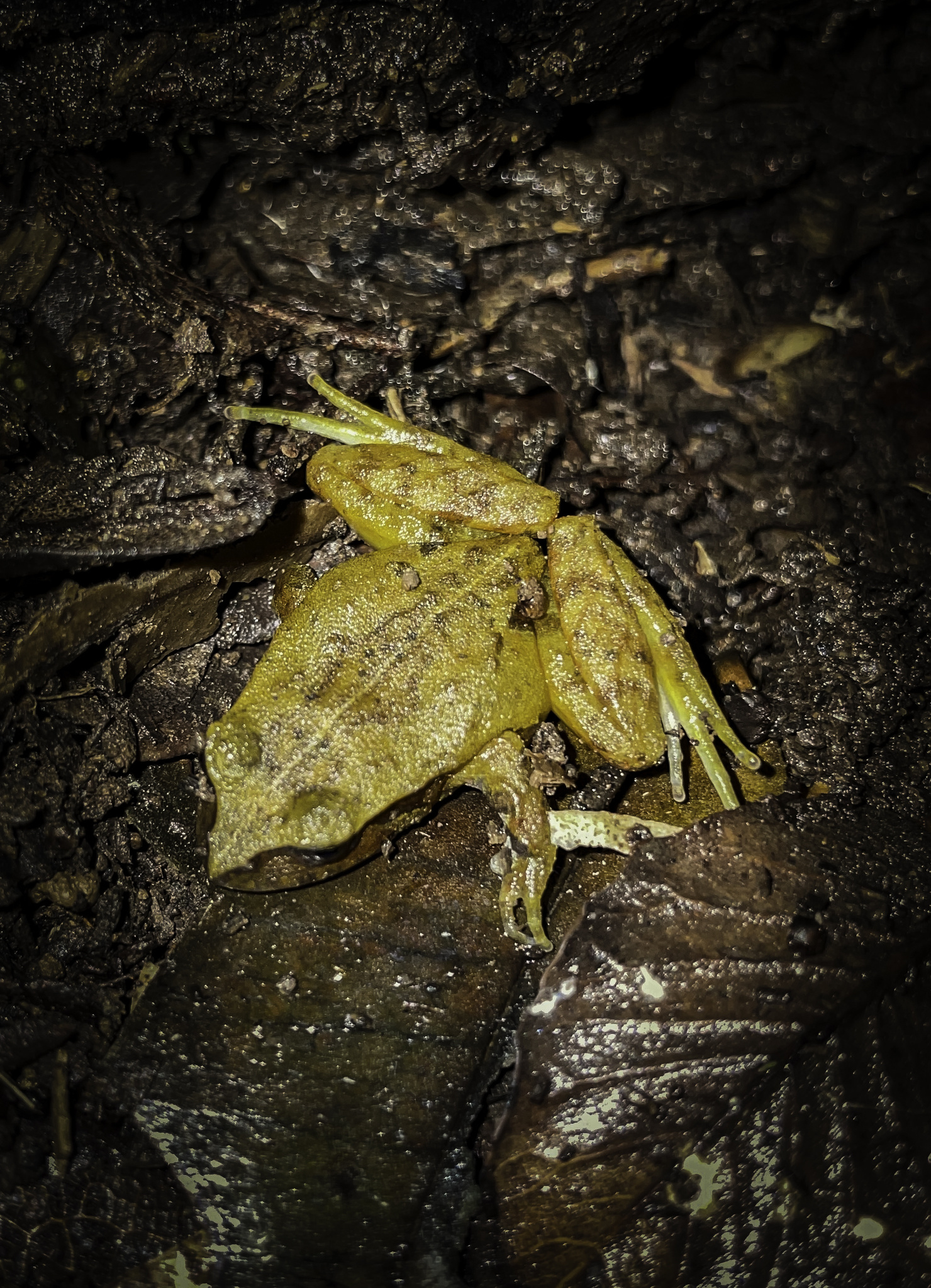 Eupsophus altor Nuñez, Rabanal & Formas, 2012