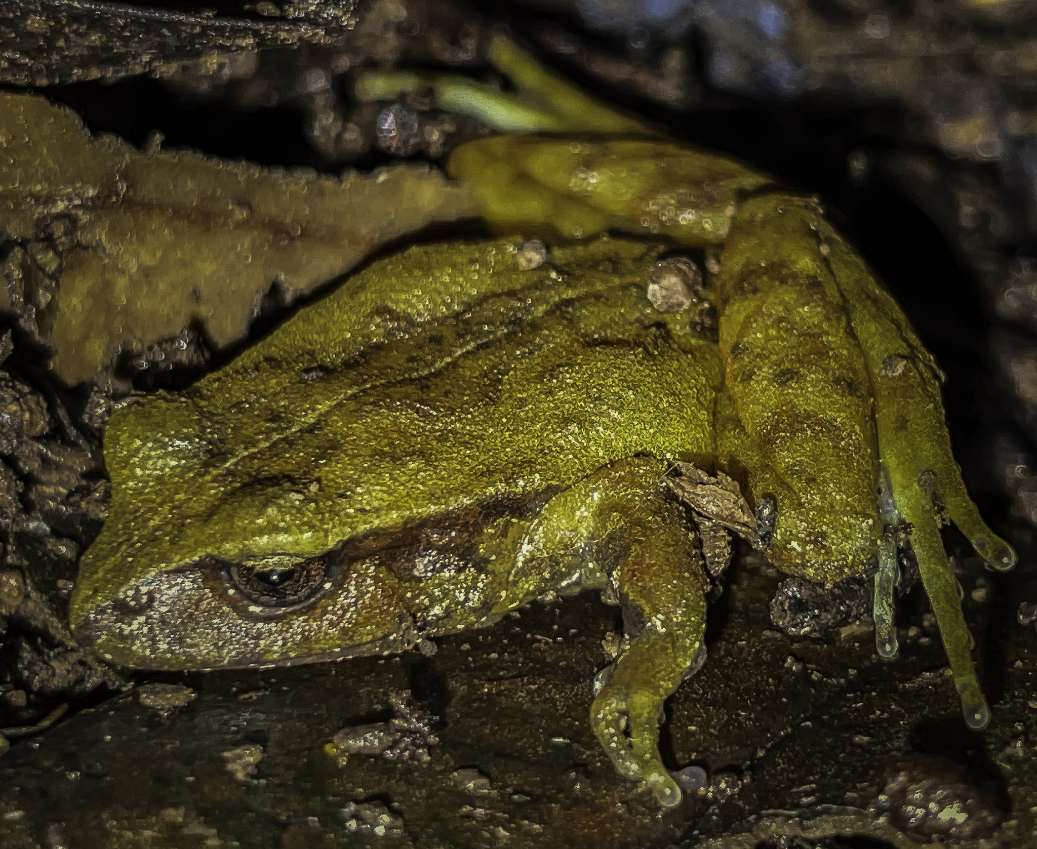 Eupsophus altor Nuñez, Rabanal & Formas, 2012