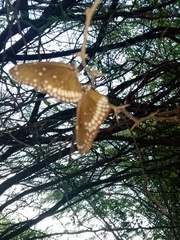 Euploea core