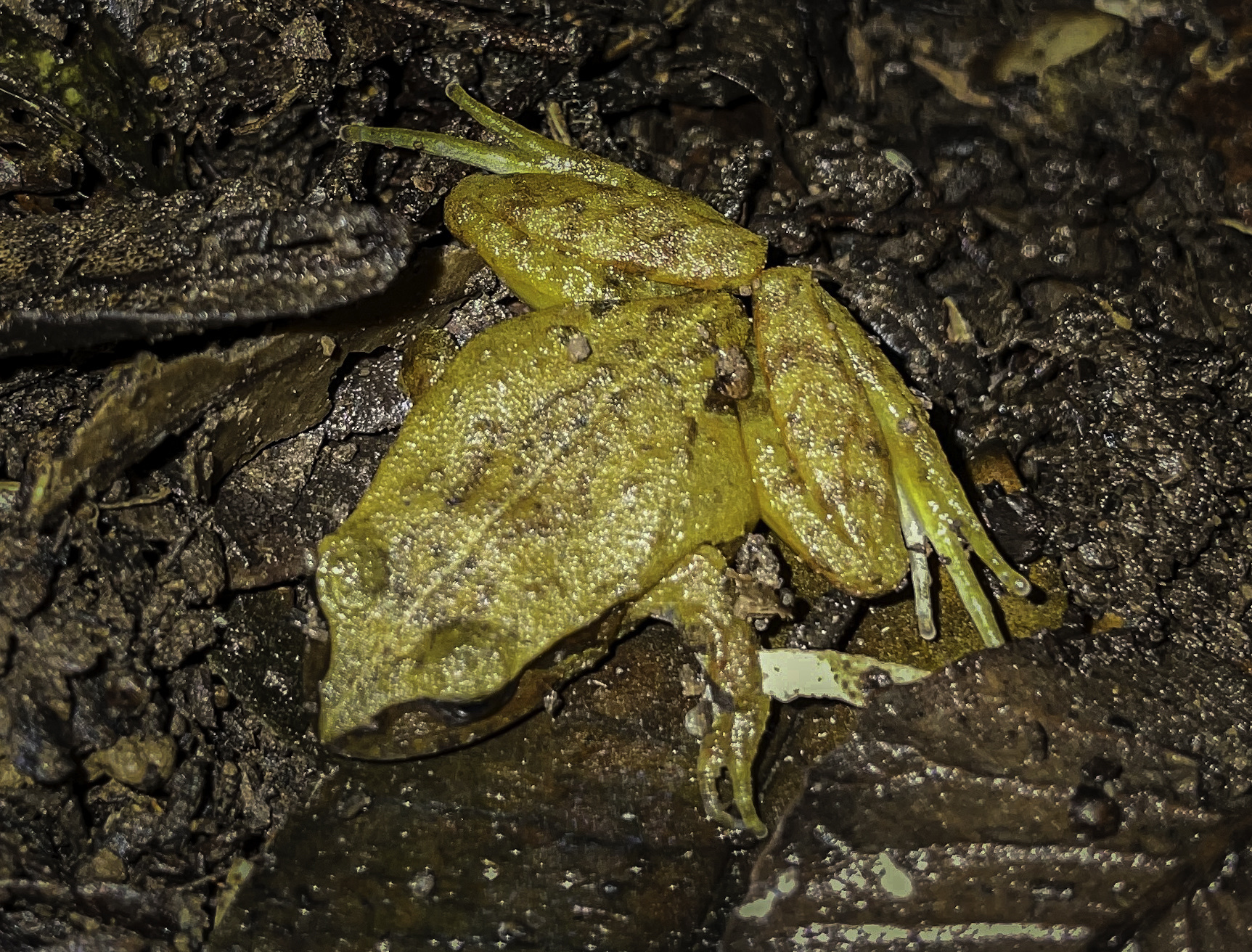 Eupsophus altor Nuñez, Rabanal & Formas, 2012