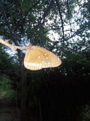 Euploea core