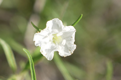 Stylisma pickeringii