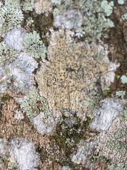 Lecanora hybocarpa