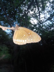 Euploea core