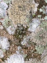 Lecanora hybocarpa