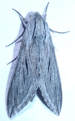 Sphinx asellus