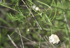 Stylisma pickeringii