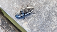 Chalcolepidius rugatus