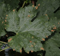 Calepitrimerus vitis