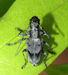 Steirastoma aethiops