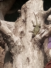 Sceloporus grammicus