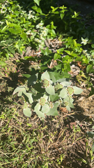 Pycnanthemum muticum