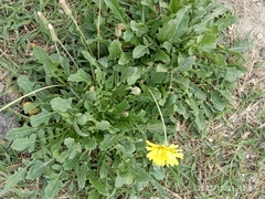 Crepis bursifolia