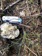 Cantharellus subalbidus