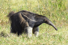 Myrmecophaga tridactyla