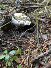 Cantharellus subalbidus