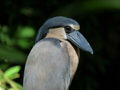 Cochlearius cochlearius