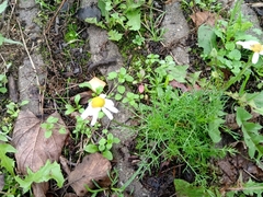Matricaria chamomilla