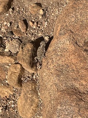 Phrynosoma blainvillii