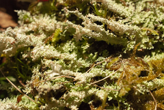 Cladonia squamosa