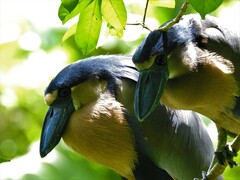 Cochlearius cochlearius