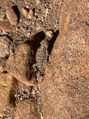 Phrynosoma blainvillii