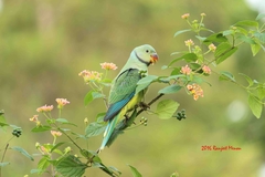 Psittacula columboides