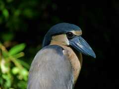Cochlearius cochlearius