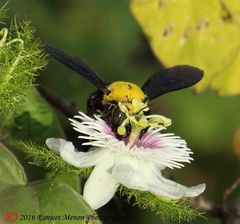 Xylocopa ruficornis
