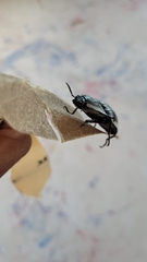 Chalcolepidius rugatus