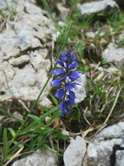 Polygala vulgaris