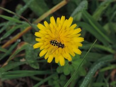 Eupeodes corollae