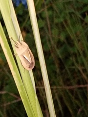 Eurygaster austriaca