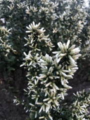 Baccharis pilularis consanguinea