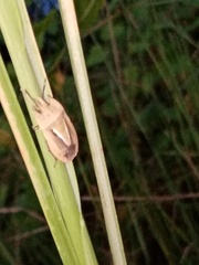 Eurygaster austriaca