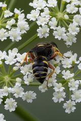 Ectemnius decemmaculatus