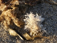 Bugulina stolonifera