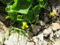 Viola biflora