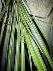 Phraortes stomphax