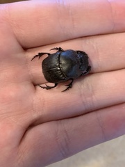 Phanaeus triangularis