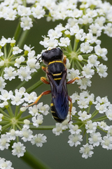 Ectemnius decemmaculatus