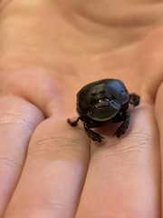 Phanaeus triangularis