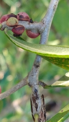 Disholcaspis quercusvirens